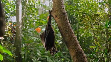 Siyah bir uçan tilki, yeşil bitkilerle dolu bir ormanda her zamanki doğal ortamında bir ağaca tutunarak baş aşağı asılı durur.