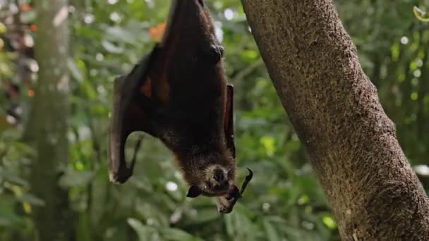 緑の植物の森の中の通常の生息地で木にしがみつくと 黒い空飛ぶキツネが逆さまにハングします — ストック動画