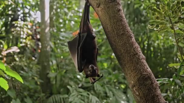 Black Flying Fox Hangs Upside Holding Tree Its Usual Habitat — Stock Video