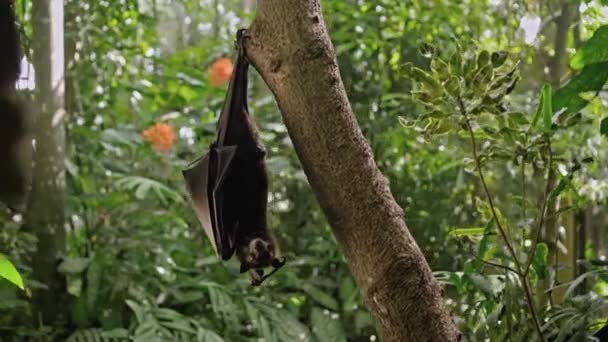 Black Flying Fox Hangs Upside Holding Tree Its Usual Habitat — Stock Video