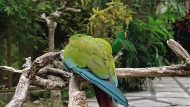 Lori Ara Verde Con Plumas Verdes Hábitat Habitual Con Hierba — Vídeos de Stock