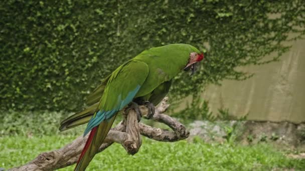 Lori Ara Verde Con Plumas Verdes Hábitat Habitual Con Hierba — Vídeo de stock