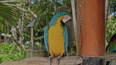 Her zamanki habitatında sarı ve mavi tüyleri olan, yeşil çimenli ve yayılmış papağan ara ağaçtan bir dalda oturur.
