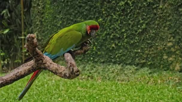 Ara Verde Papagaio Com Penas Verdes Habitat Habitual Com Grama — Vídeo de Stock