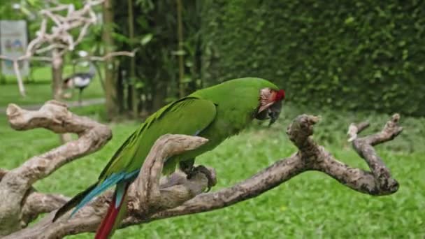 Попугай Зеленый Зелеными Отпрысками Привычной Среде Обитания Зеленой Травой Сидя — стоковое видео