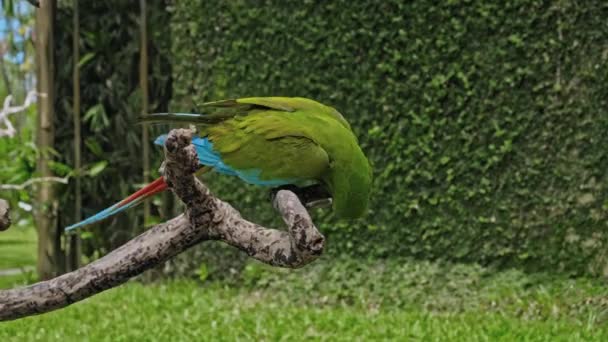 緑の芝生とスプロールと通常の生息地で緑の羽を持つオウムの緑のアラは 木製の枝に座っています — ストック動画