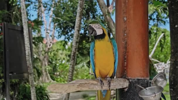 Perroquet Ara Avec Des Plumes Jaunes Bleues Dans Son Habitat — Video