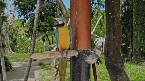 Ara Papagaio Com Penas Amarelas Azuis Seu Habitat Habitual Com — Vídeo de Stock