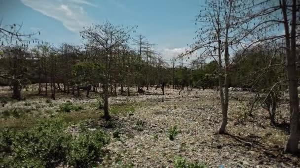 Vídeo Bosques Drones Con Muchos Desechos Plásticos Máscaras Protectoras Tiradas — Vídeo de stock