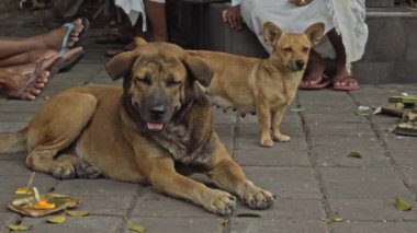Üzgün bir sokak köpeğinin portresi süette yatar ve ileriye bakar.