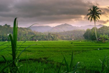 sabah Addy alanlarda palmiye ağacı ve dağ arka plan çerçevesi ile