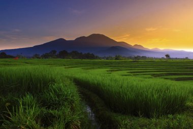 dağ aralığı Endonezya ışık ile Paddy Fields Bengkulu sabah