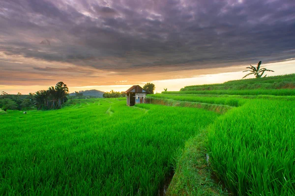 Szépség Zöld Rizsföldek Naplemente Idő Színes Felhős Indonéziában — Stock Fotó