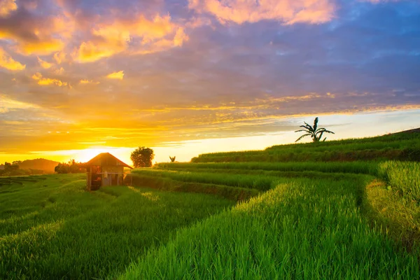 Céu Incrível Pôr Sol Tempo Arrozais Indonésia — Fotografia de Stock