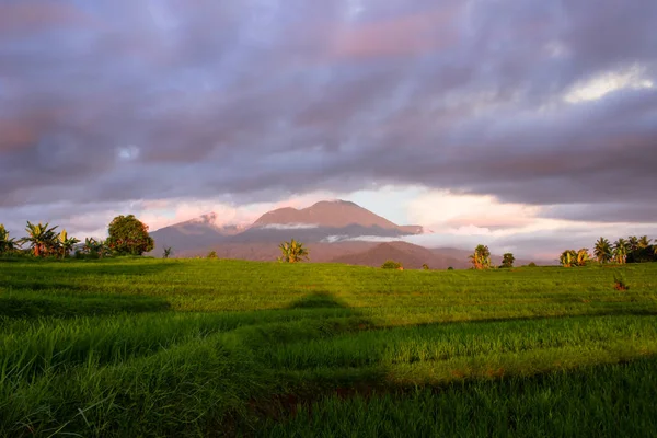 Natur Reisfelder Mit Himmel Und Berg Asien Reisemoment — Stockfoto