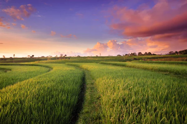 Panorama Van Rijstvelden Noord Bengkulu Indonesië Met Zonsondergang Moment — Stockfoto