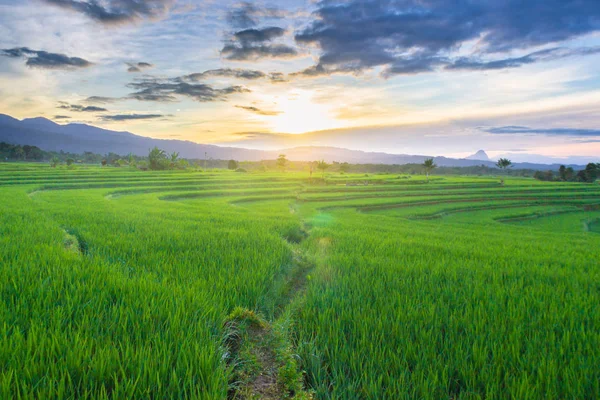 印尼在稻田的晨光与绿色领域 — 图库照片