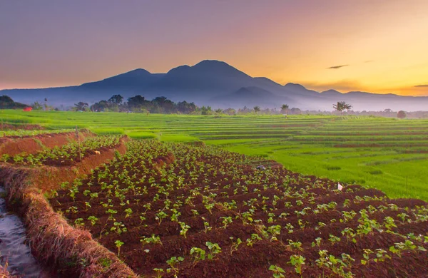 Indonézia Reggel Dicsőségét Hántolatlan Mezők Napkelte Pillanat Gyönyörű — Stock Fotó