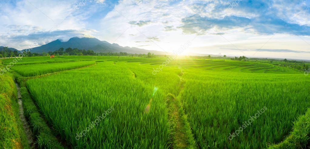 amazing moment in fields with blue sky and green carpet panorama landscape mountain
