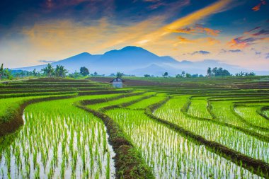 Asya doğa seyahat Paddy Fields sabah an