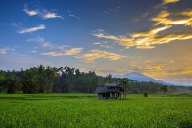 mavi gökyüzünde güzellik gökyüzü ile Paddy Fields sabah ışığı