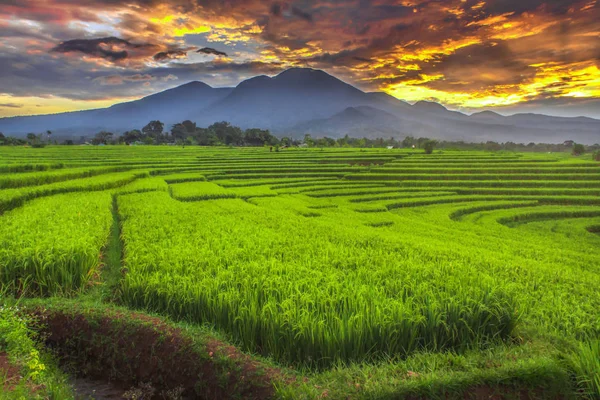 morning sunrise at paddy fields indonesia with green carpet paddy fields