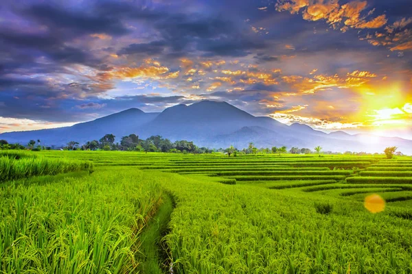 美丽的自然在稻田与日出瞬间光和颜色 — 图库照片