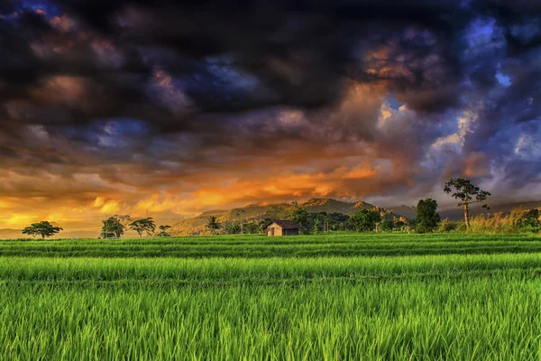 Ciel Danger Sur Les Rizières Avec Coucher Soleil Couleur Voyage — Photo