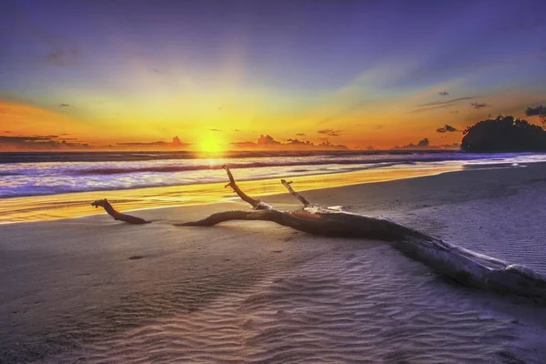 Momento Del Atardecer Playa Con Viejo Árbol Movimiento Scape — Foto de Stock