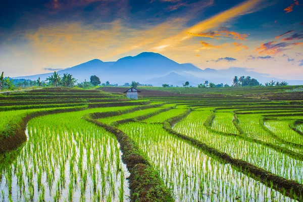 早晨时刻在稻田在亚洲自然旅行 — 图库照片