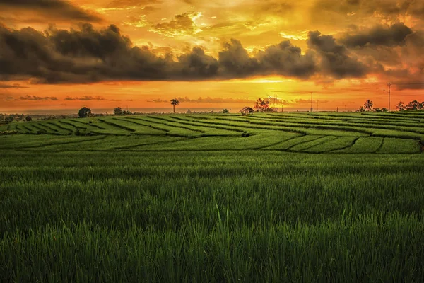 amazing moment after rain in north bengkulu village paddy fields panorama landscape