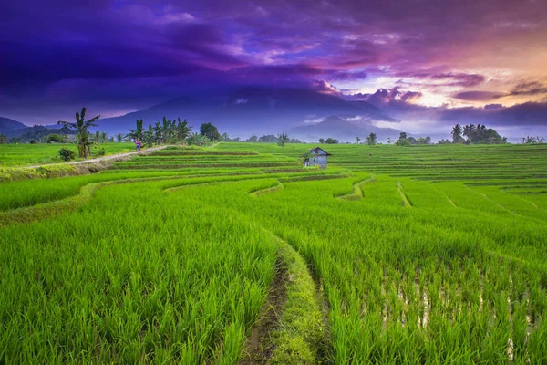 sunrise in the morning at paddy fields with purple sky on mountain range