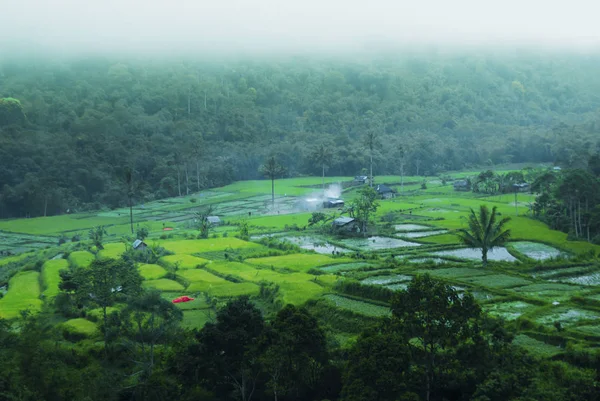 雾蒙蒙的森林在村庄亚洲在本古露与绿色的森林 所以美丽 — 图库照片