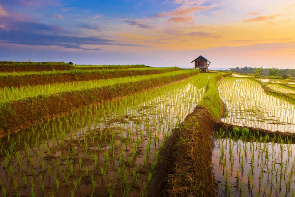 Zachód Słońca Moment Polach Paddy Indonesia Nature — Zdjęcie stockowe