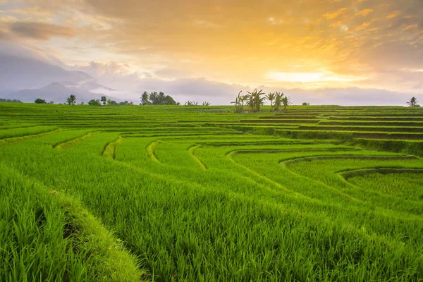 amazing green fields in asia landscape travel