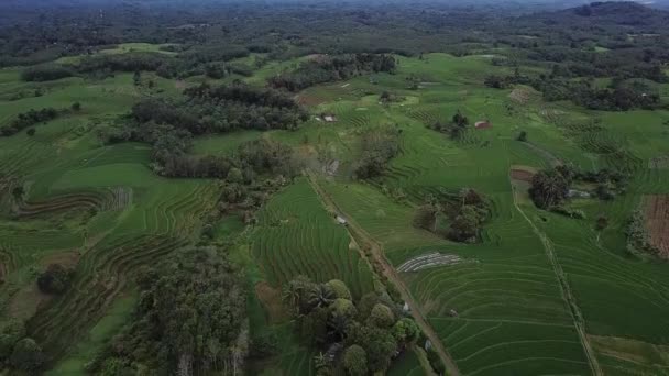 スマトラ島インドネシアアジアのベンクル県北部の自然の美しさ 山脈が水田の上のケム地域にある — ストック動画