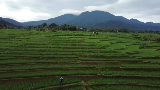 Indonesiens Naturliga Skönhet Med Flygfoton Risfält Bengkulu — Stockvideo