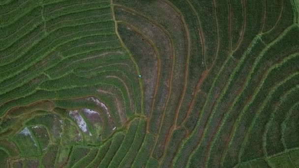 La beauté naturelle de l'Indonésie avec des photos aériennes étonnantes rizières 