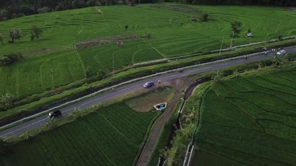 Naturalne Światło Słoneczne Piękno Fotografii Lotniczej Powyżej Pól Ryżu Bengkulu — Wideo stockowe