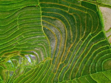 bengkulu'nun kuzeyinde bengkulu'da doğal güzellikler sumatra adası endonezya asya, dağ sıraları çeltik tarlaları nın üzerindeki kemumu alanında ve dağın altındaki şehir bir güzellik dokusudur