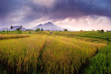 bulutlu bir dağ asya altında bulutlar çalıştırmak zaman havadan görünüm orman pirinç tarlaları