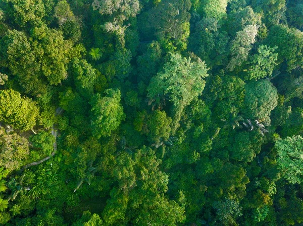 彼らは曇った山のアジアの下で雲の中を走るとき 空中ビュー森林水田 — ストック写真