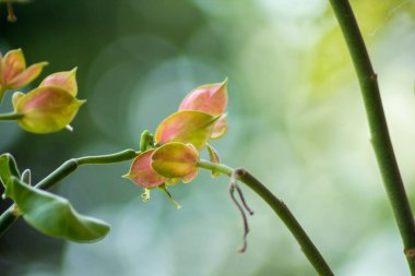 bulutlu bir dağ asya altında bulutlar çalıştırmak zaman havadan görünüm orman pirinç tarlaları