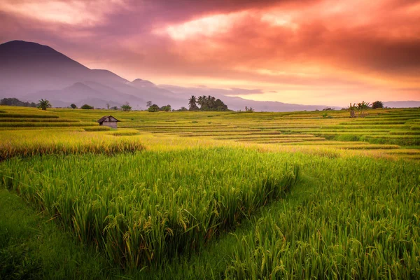 Luftaufnahme Wald Reisfelder Wenn Sie Den Wolken Unter Einem Bewölkten — Stockfoto