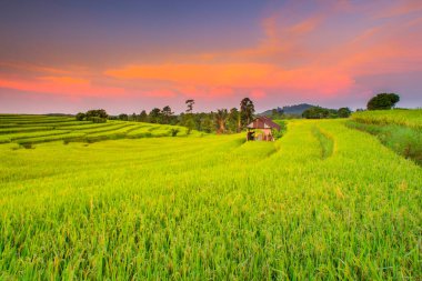 Kuzey Bengkulu, Endonezya 'daki pirinç tarlalarında güzel bir gökyüzü