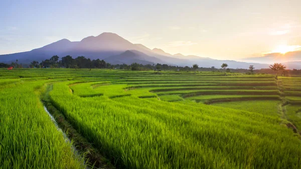 Campos Arroz Amanecer Norte Bengkulu Indonesia — Foto de Stock