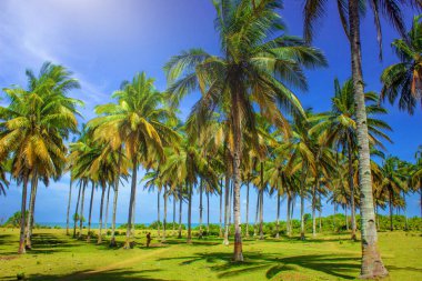 Güzel palmiye ağacı Endonezya 'nın en güzel anı.
