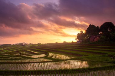 Güzel gökyüzü pirinç tarlalarında