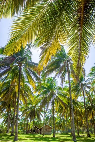 Palmeira Momento Luz Dia Com Céu Beleza — Fotografia de Stock