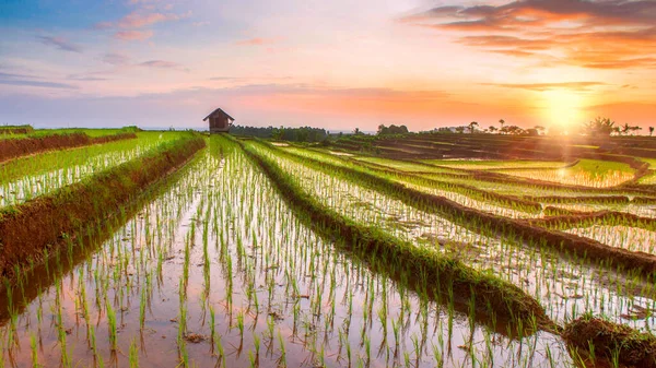 Panorama Tarasu Ryżu Fileds Indonesia — Zdjęcie stockowe